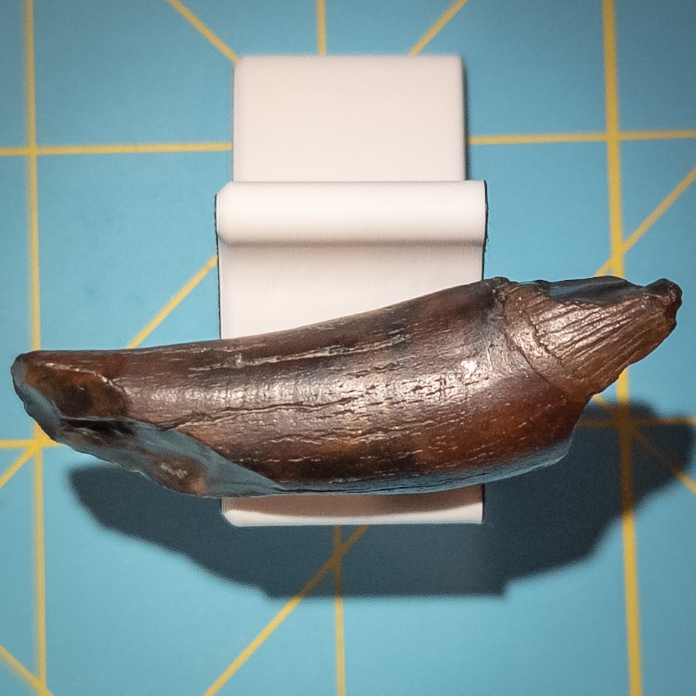 Ankylorhiza Tiedemani Fossil Tooth 2-in Giant Speartoothed Dolphin (Oligocene)