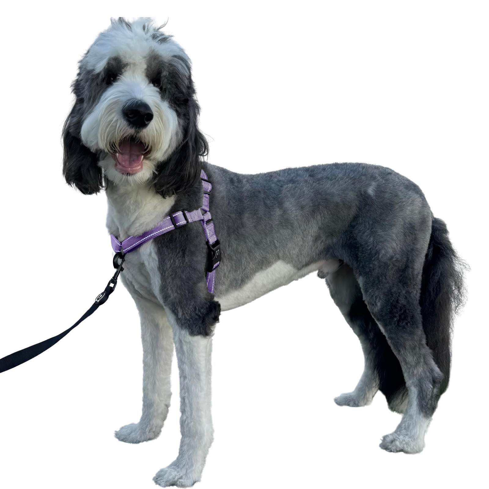 ShawnCo Dream Walk Pro Dog Harness- No-Pull, Comfortable, Medium, Icy Lilac