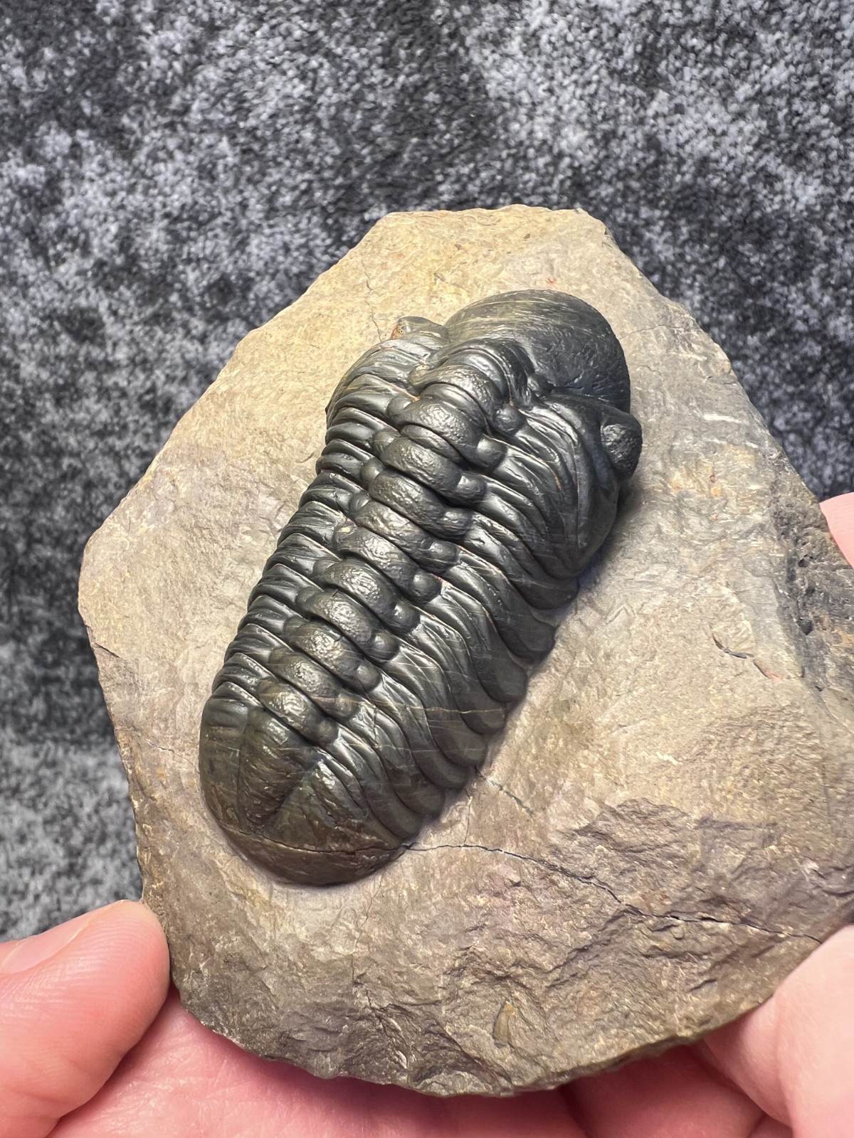 Reedops Trilobite Fossil – Detailed Collector Specimen