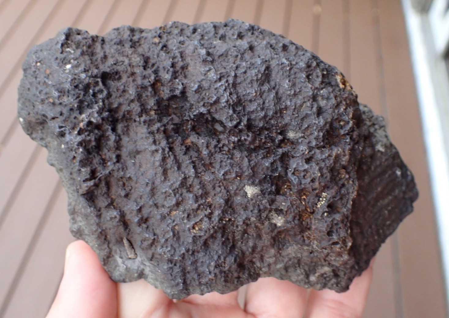 Botryoidal Fossil Coral Geode Chunk GA Specimen Collection Agate Marine Sea WC63