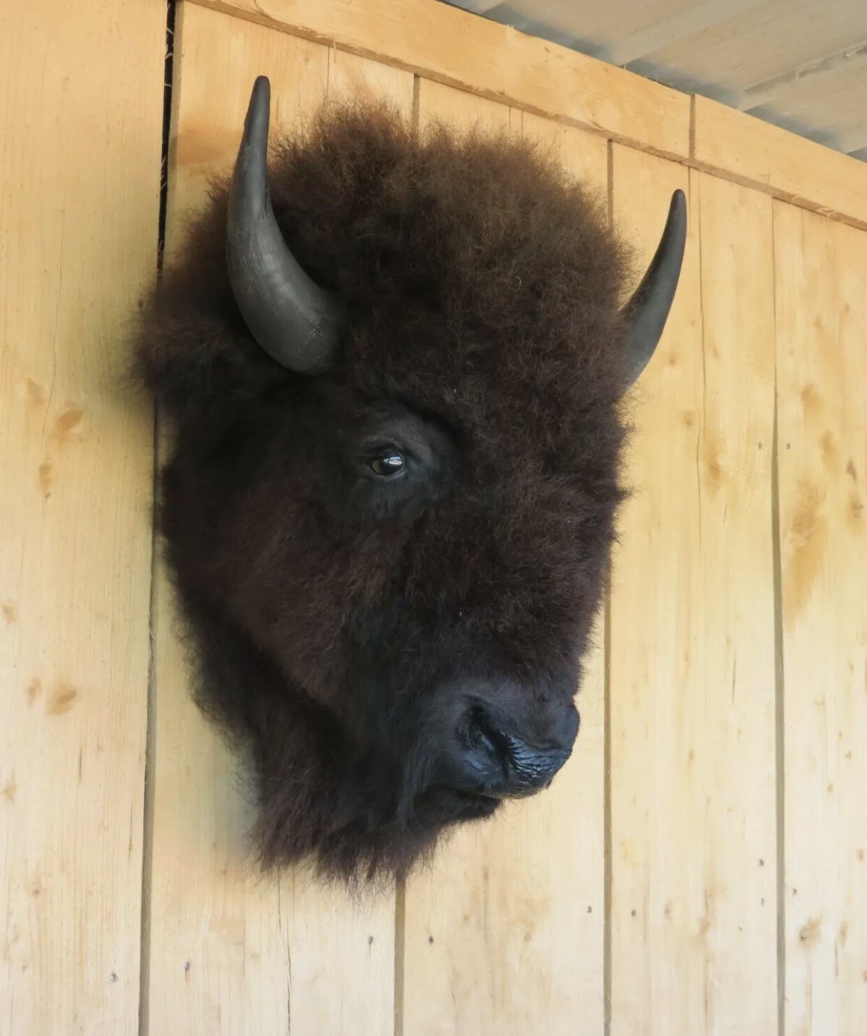 Real Buffalo / Bison Head Taxidermy Mount New Neck Mount