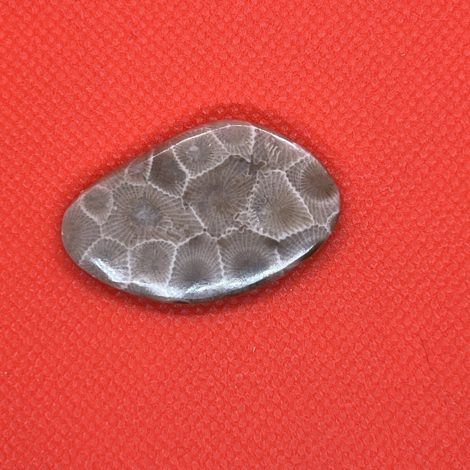 Hand polished Fossil Petoskey Stone Semi precious, treasure, gift