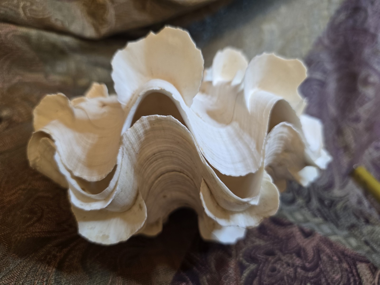 giant tridacna squamosa matched pair Clam Shells Seashells Ruffles 7"
