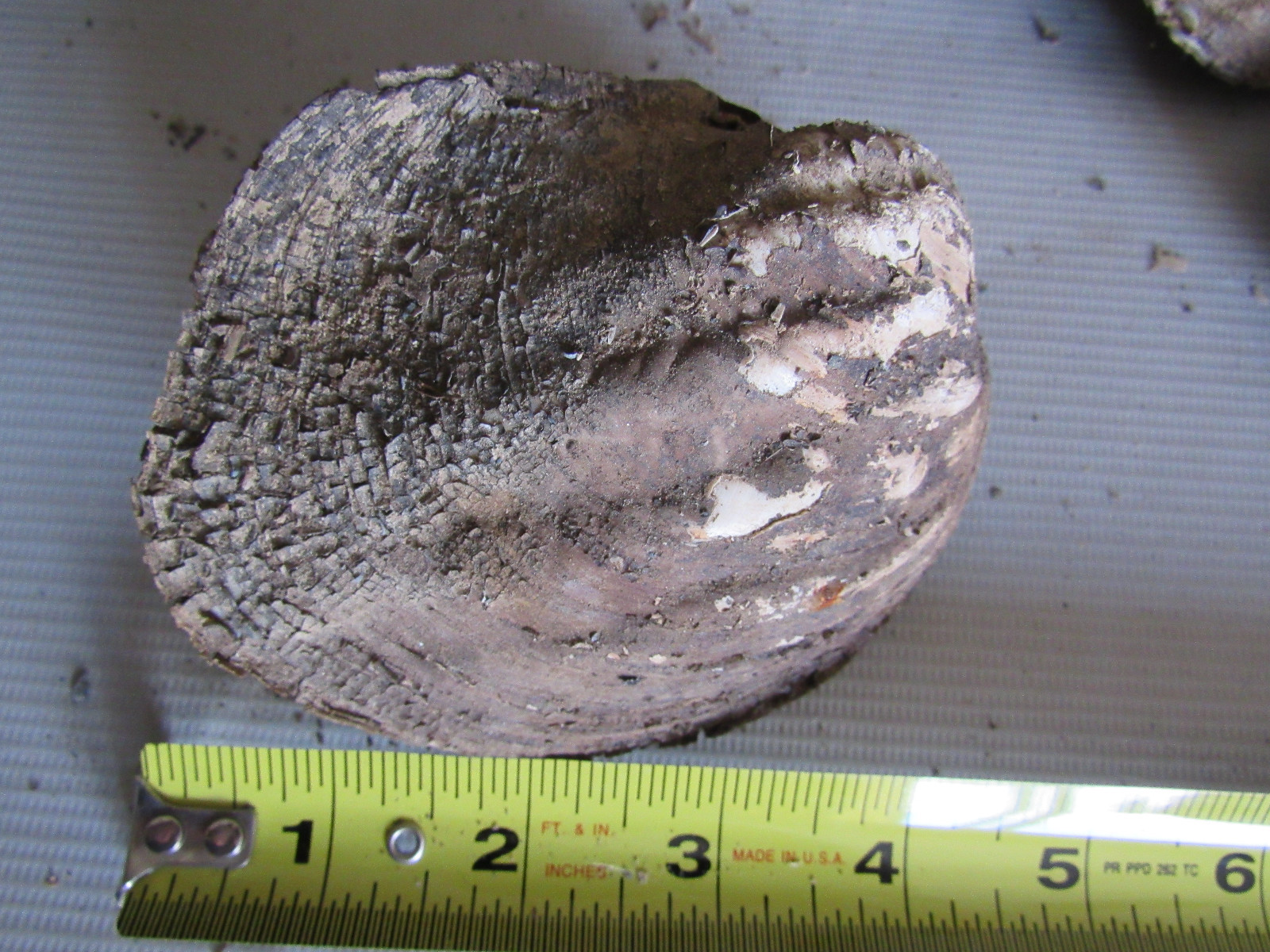 Set of 6 50 Year Old Stock Matched Whole Mother of Pearl Freshwater Mussel Shell