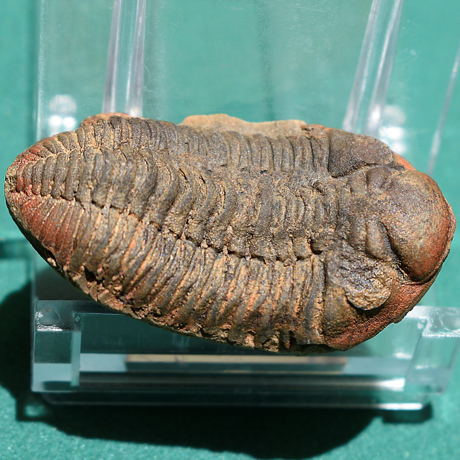 Trilobite: Cryphaeus australis - Bolivia devonian trilobite fossil