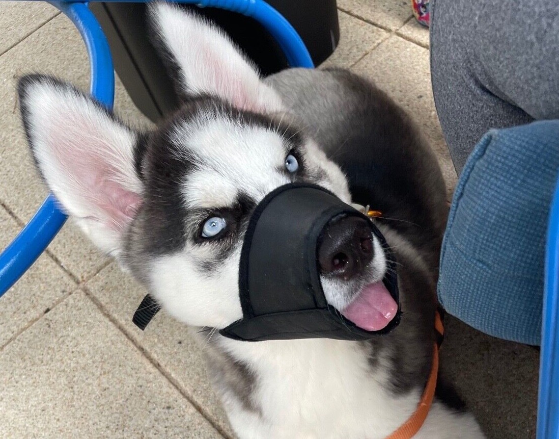 Adjustable Pet Dog Muzzle for XXS, XS, S, Medium, L, XL, XXL #1-#7 Dogs Safety