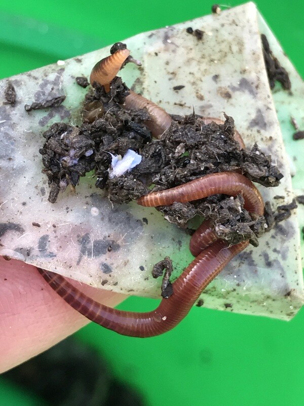 2000 Red Wiggler Worms for Organic Gardening Vermicomposting Vermi