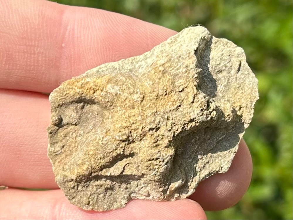 Alabama Fossil Starfish Cast Mississippian Age Bangor Limestone Formation