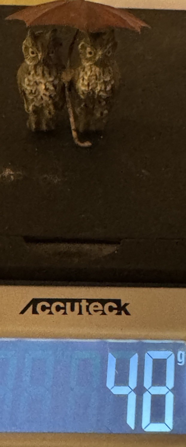 Antique Austrian Bronze Pair of Owls with Red Umbrella- Hand Painted 2in