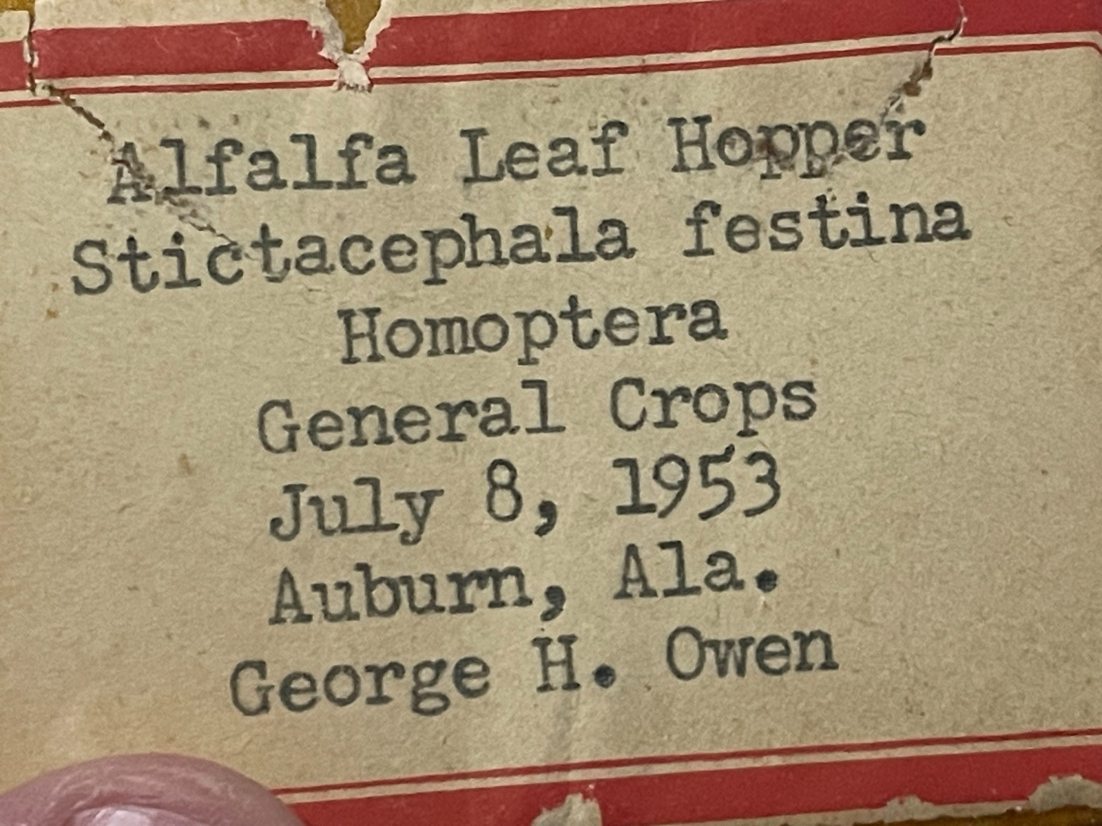 Entomology Slides Microscope Biology Insects With Box 1950's