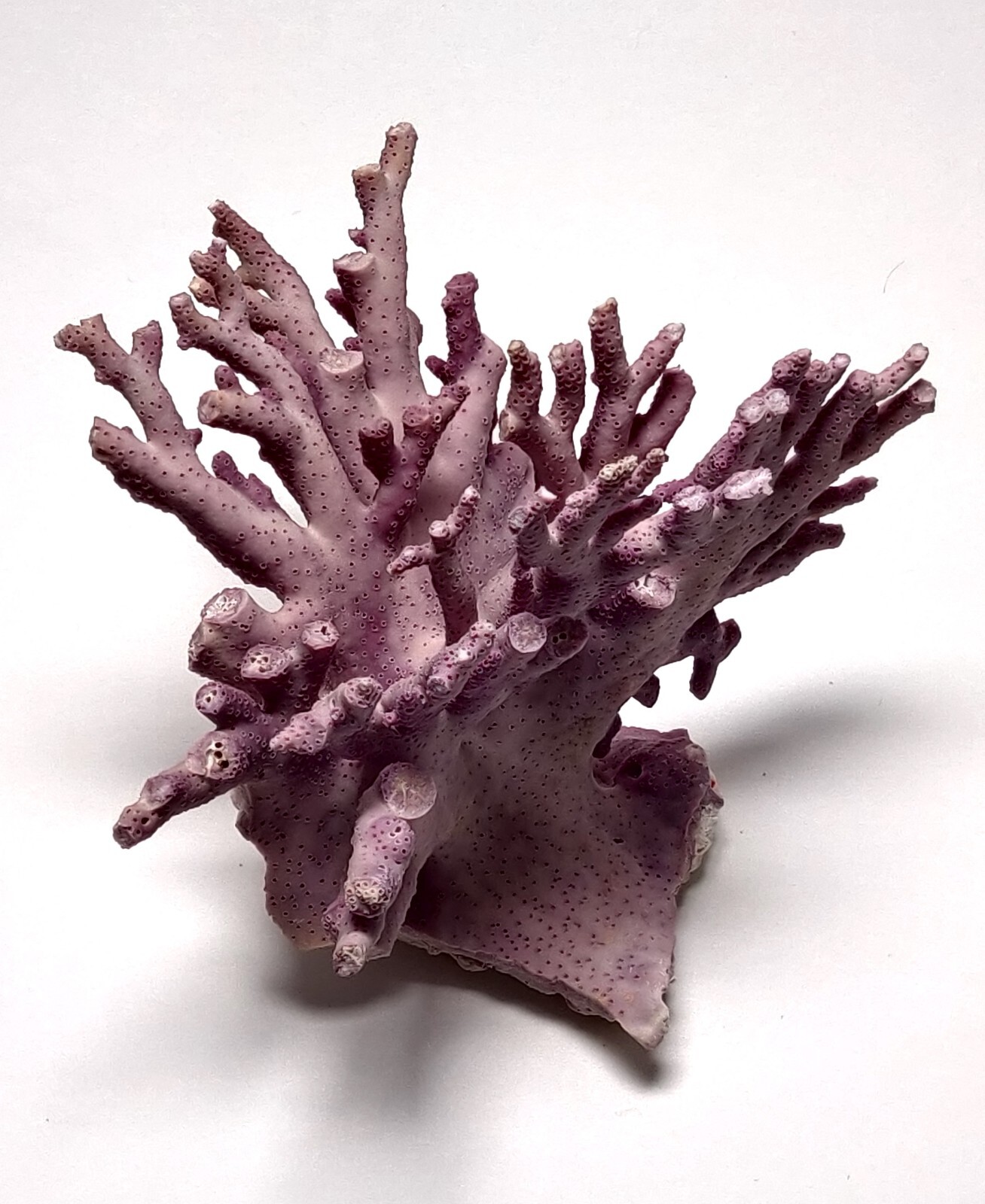 Rare Purple / Lavender Hydrocoral Coral from California Home Decoration