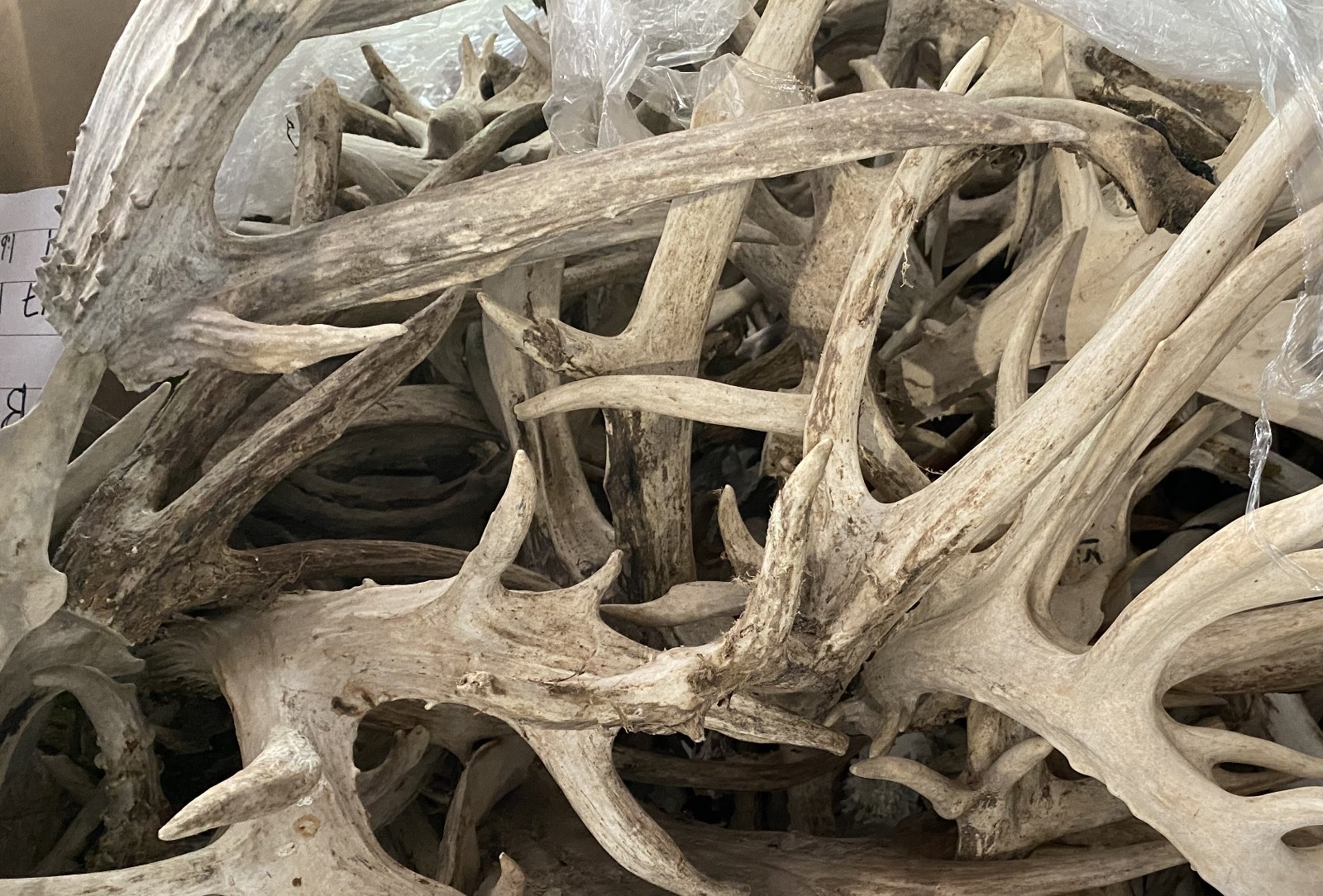 Bulk Deer Antlers Whole Racks – Grade B/C - For Crafts or Dogs