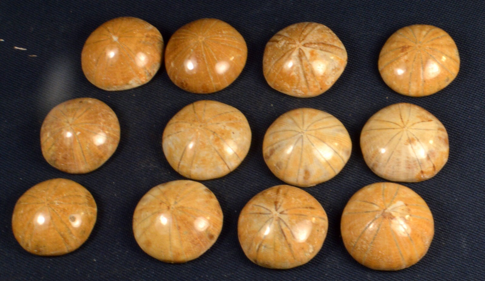 #11,993 Echinoderm Fossil (Sand Dollar) - Madagascar [ONE PIECE ONLY]