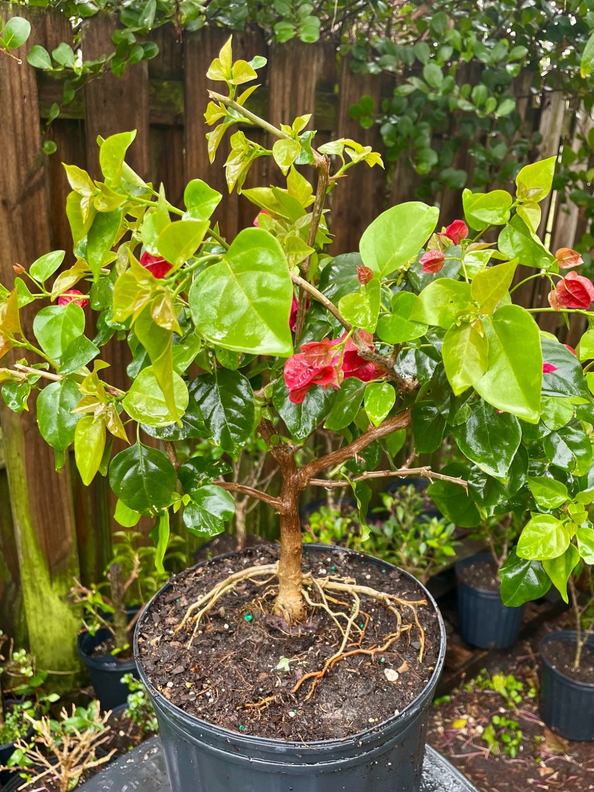 Bonsai Style Pre-bonsai Fuchsia   Bougainvillea Tree 6 years
