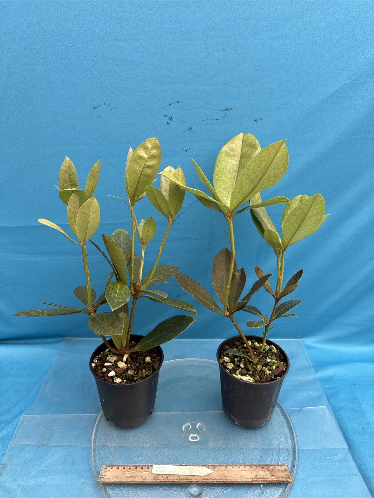 Vireya Rhododendron Harry Wu Amber Pink BS 5.5” Pot Bloom Size