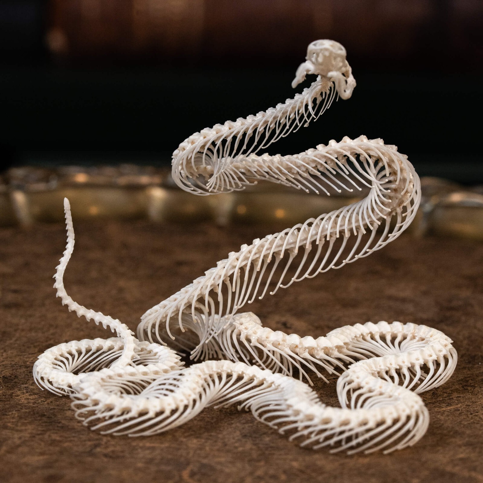 Real Snake skeleton taxidermy in attack pose, snake bone collectibles