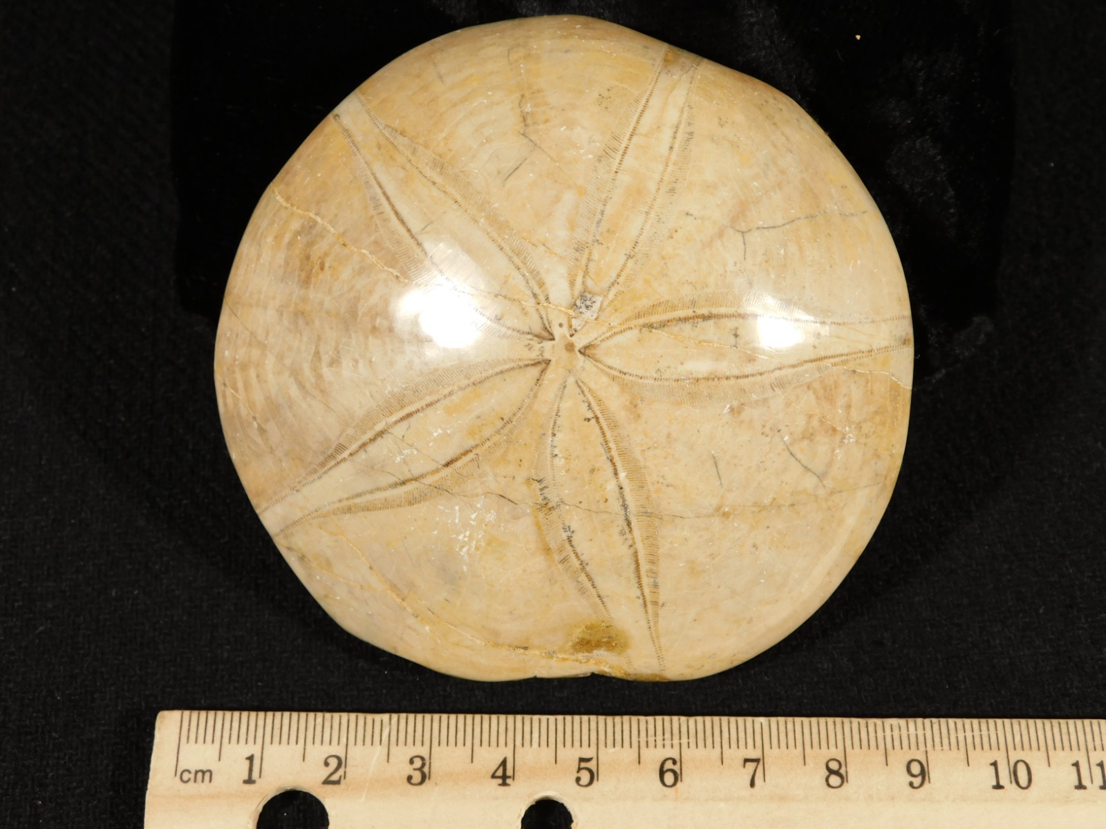 Big! Polished 150 Million Year Old! SAND DOLLAR Fossil Madagascar 219gr