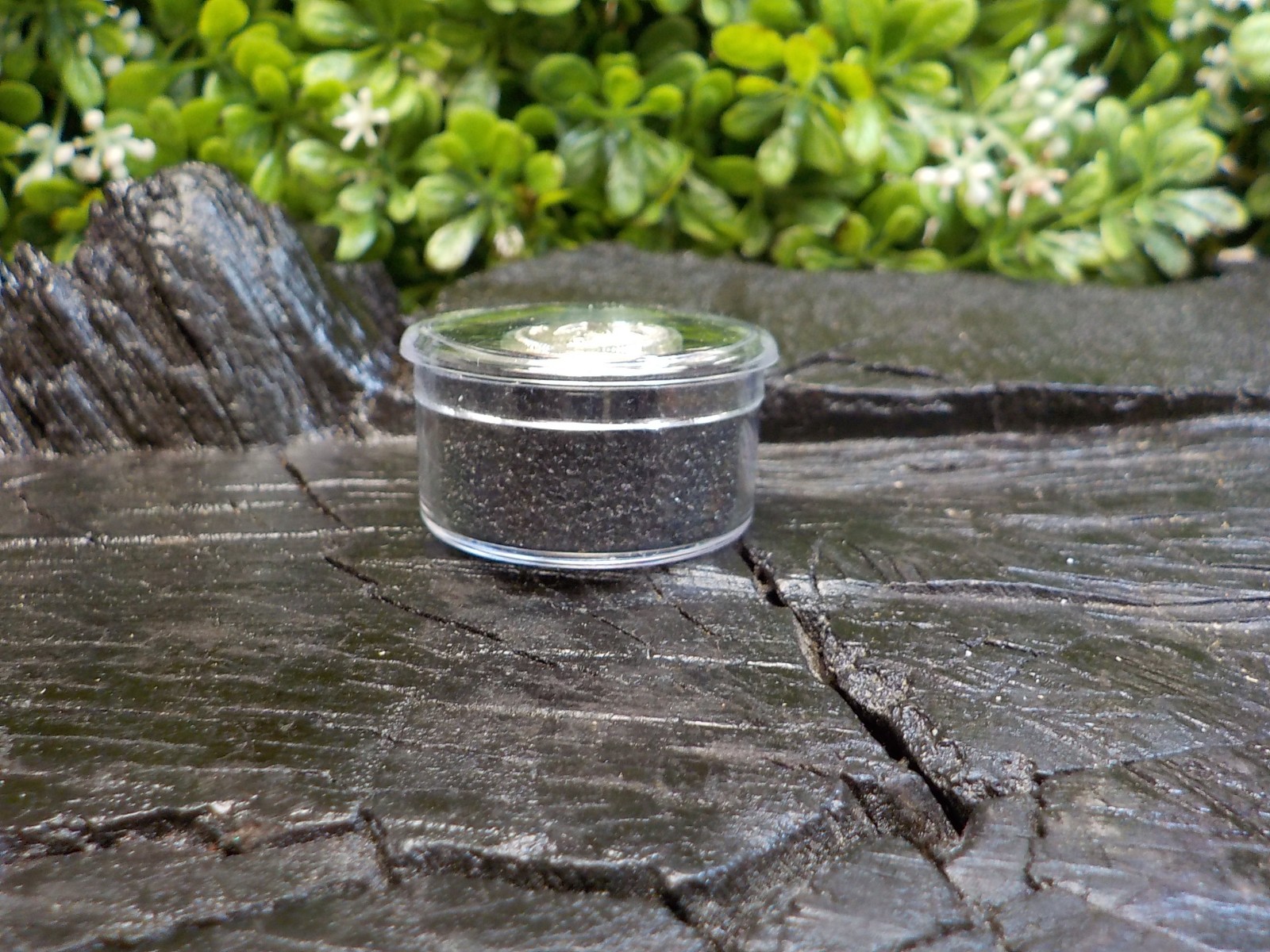 Texas State Seal Vest Button Silver Color with Free Button Case