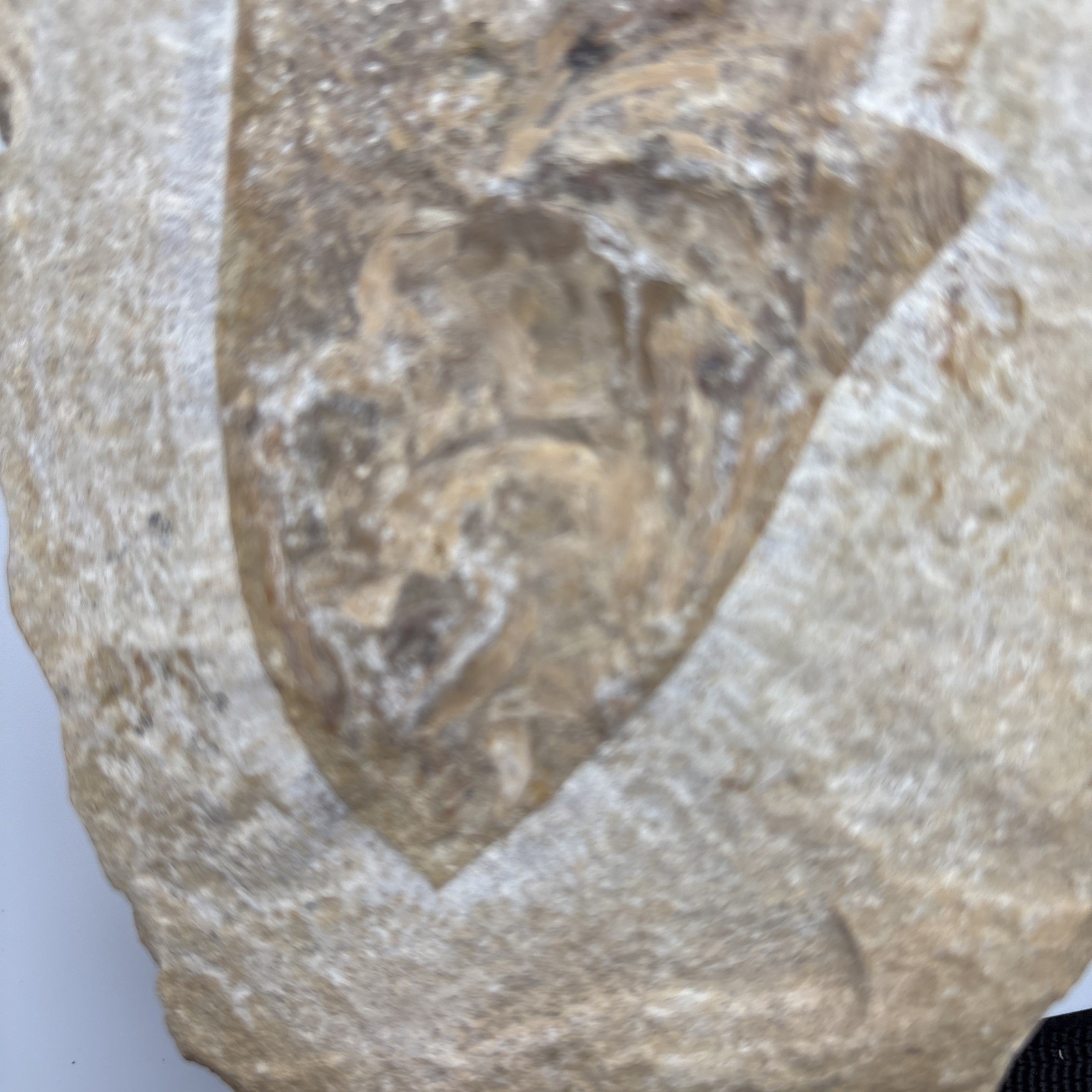 Vinctifer Comptoni Fossil Fish, Brazil, 99-112 million yrs old 9 inches 2 halves