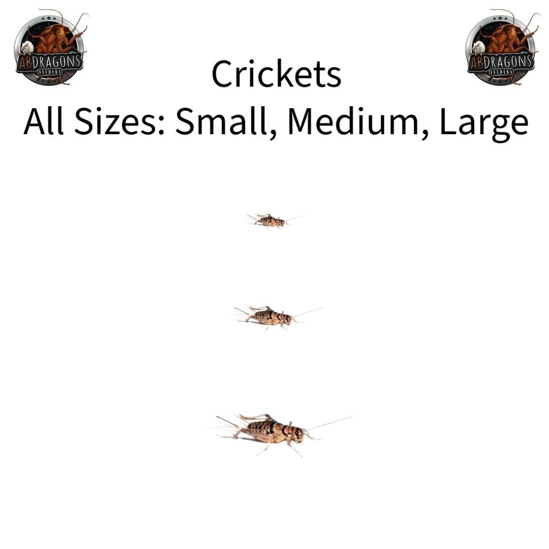 Live Crickets Size: Sm, Md, Lg Qty:100 -1000 USPS&FedEx Includes Heat Pack