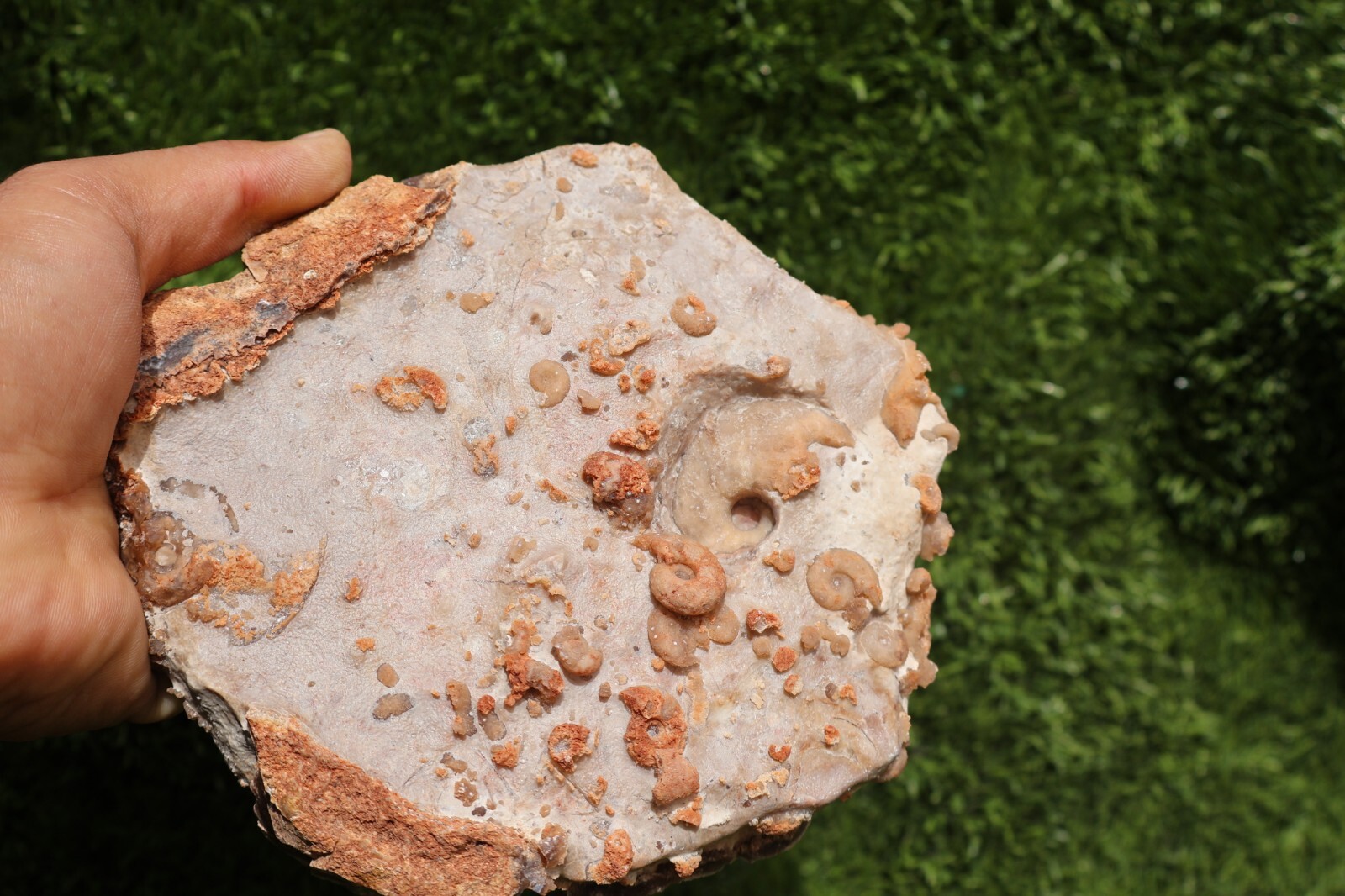 Cretaceous Douvilleiceras And Gastropods Fossil Plate From Morocco Marine Fossil