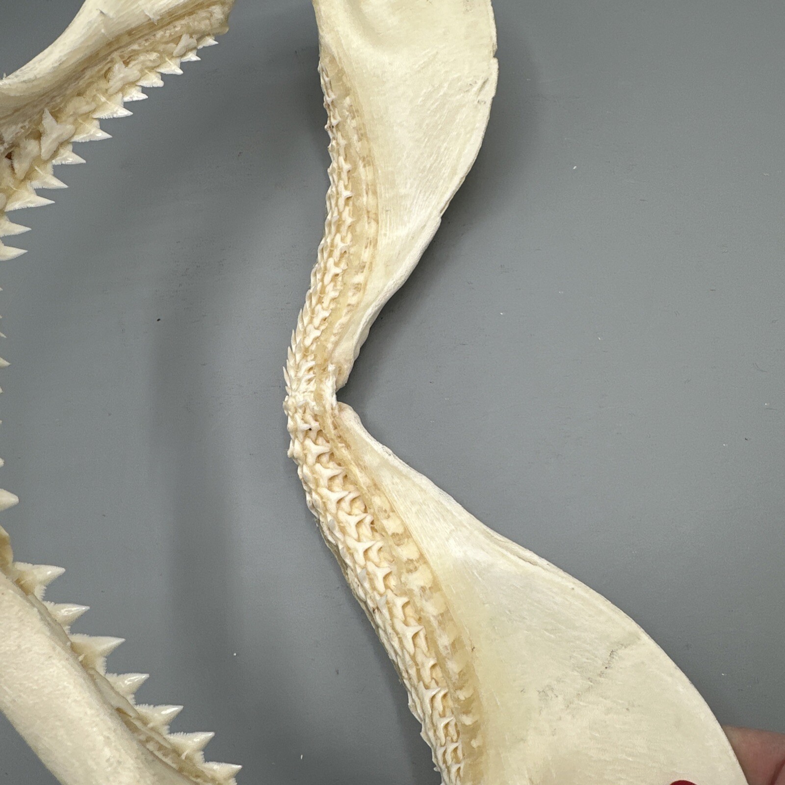 Large Shark Jaw Fossil 🦈