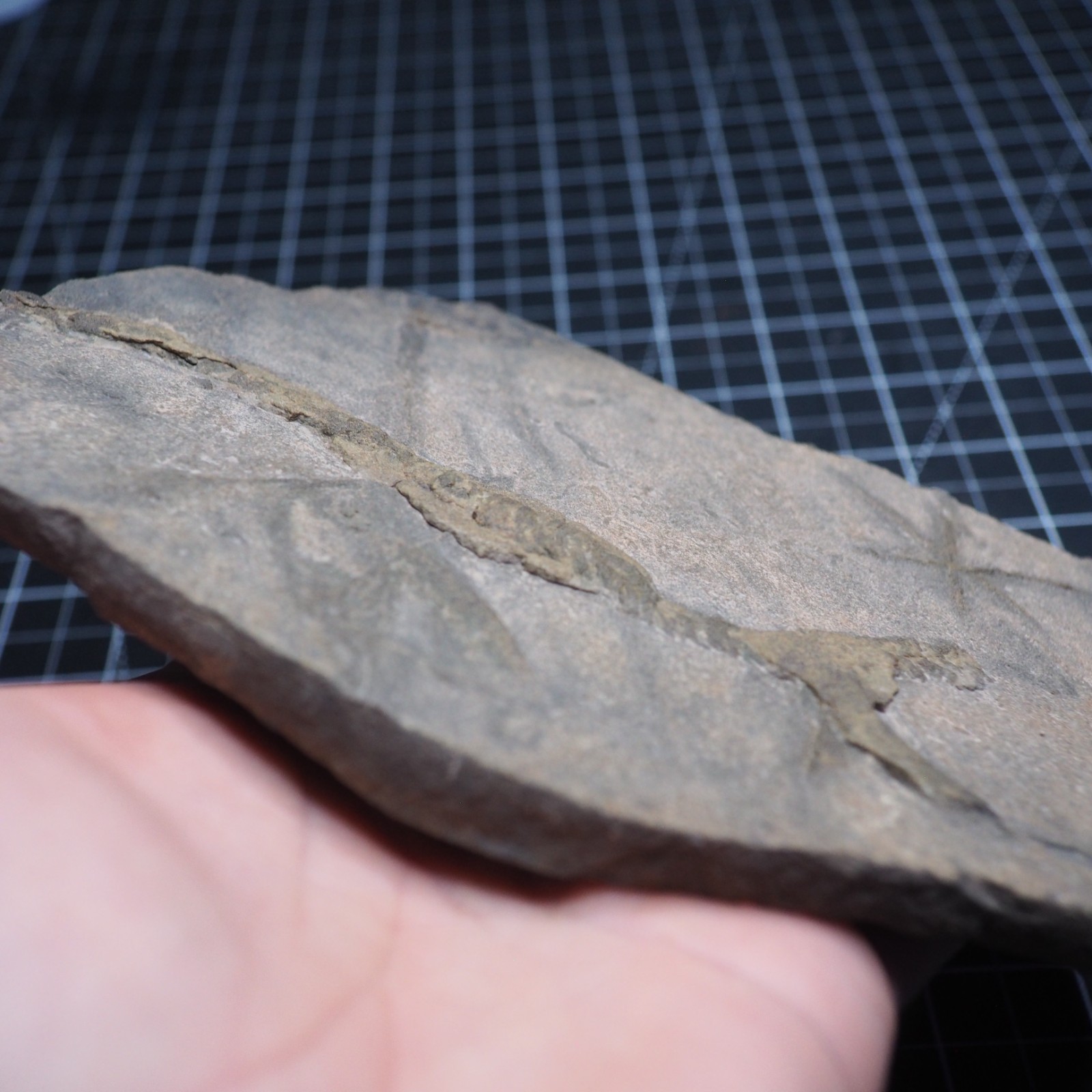 Trilobite Trace Fossil Cruziana Feeding Track Ordovician Morocco Star Trace