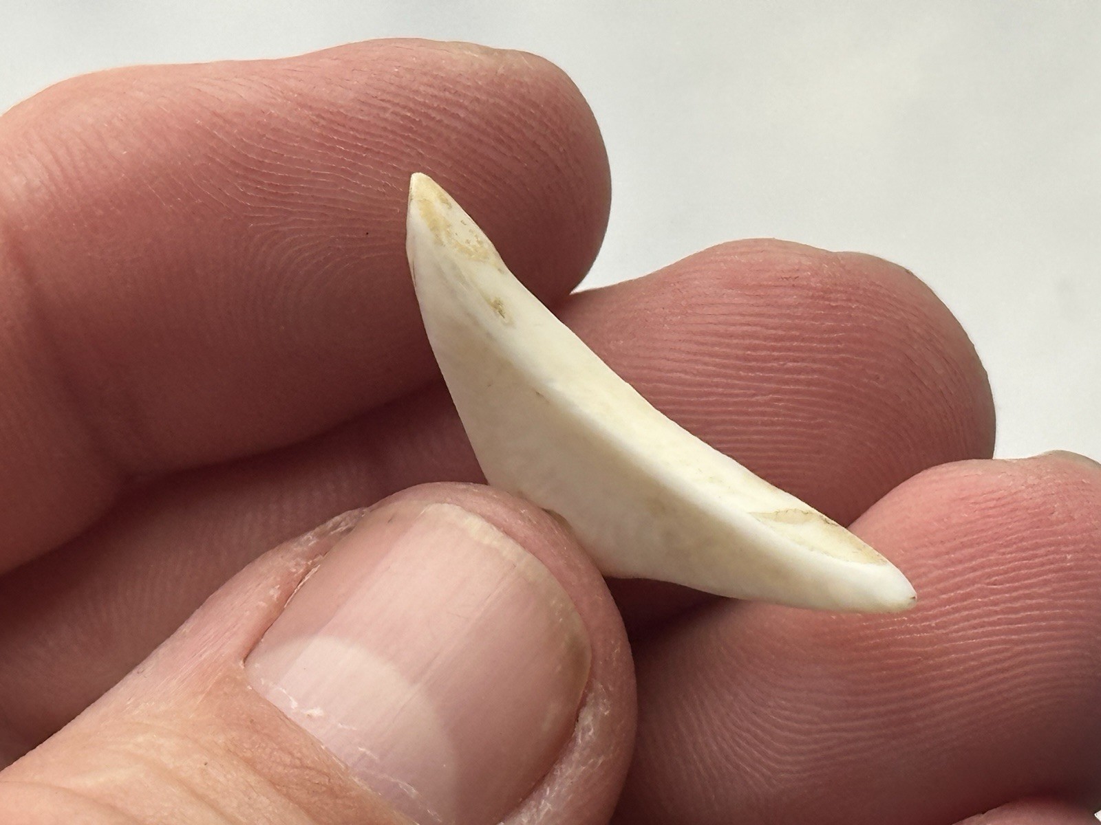 NICE ANASAZI HOHOKAM MIMBRES DRILLED SHELL PENDANT / GORGET FROM ARIZONA