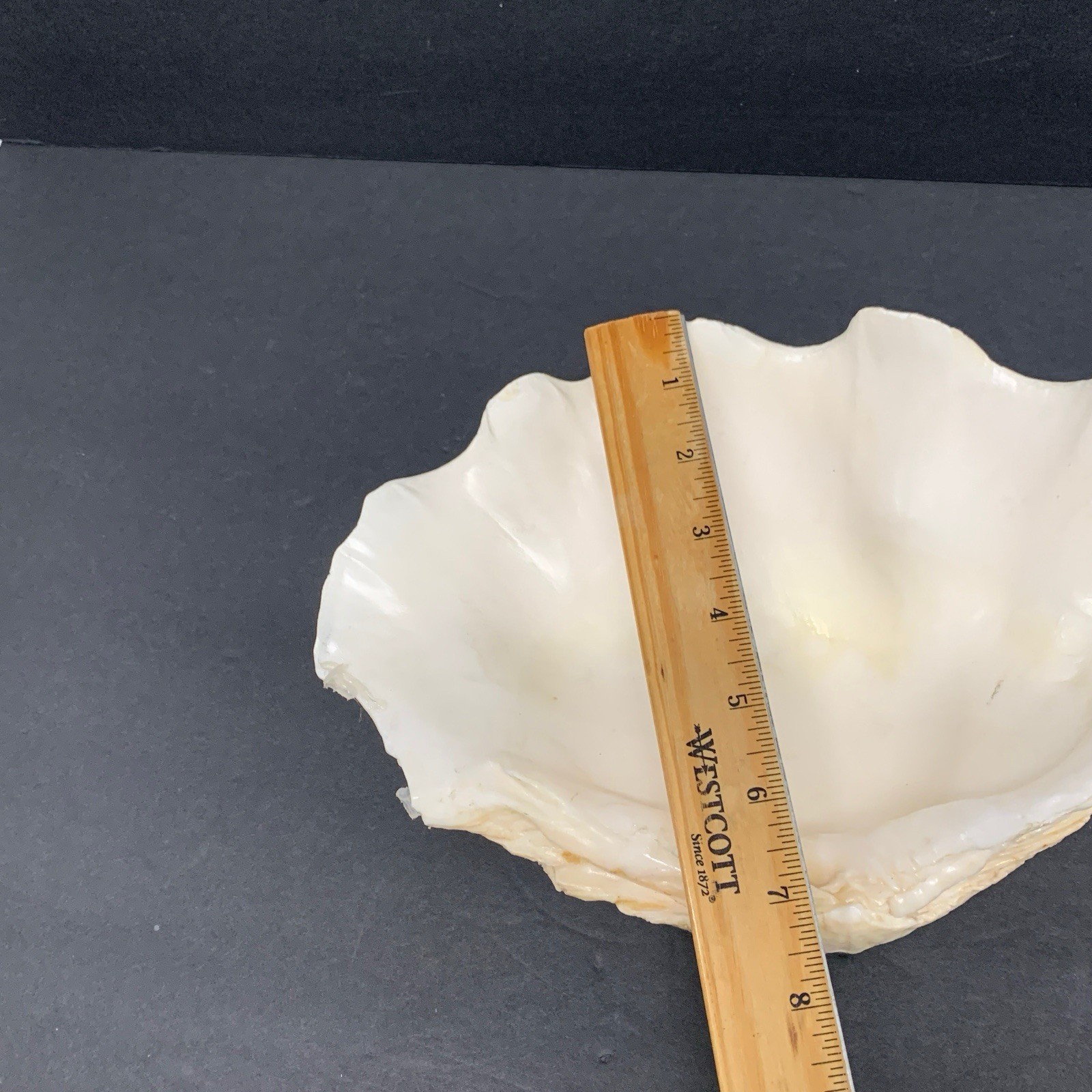 Tridacna Gigas Giant Natural Clam Shell - 11"x 7.5" 3.5lbs *Chipped* Vintage