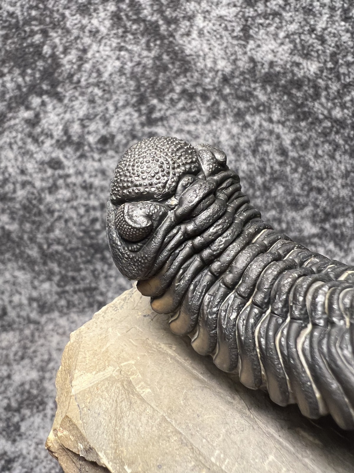 Exceptional Moroccops sp. Trilobite Fossil – Stunning Flying Preparation