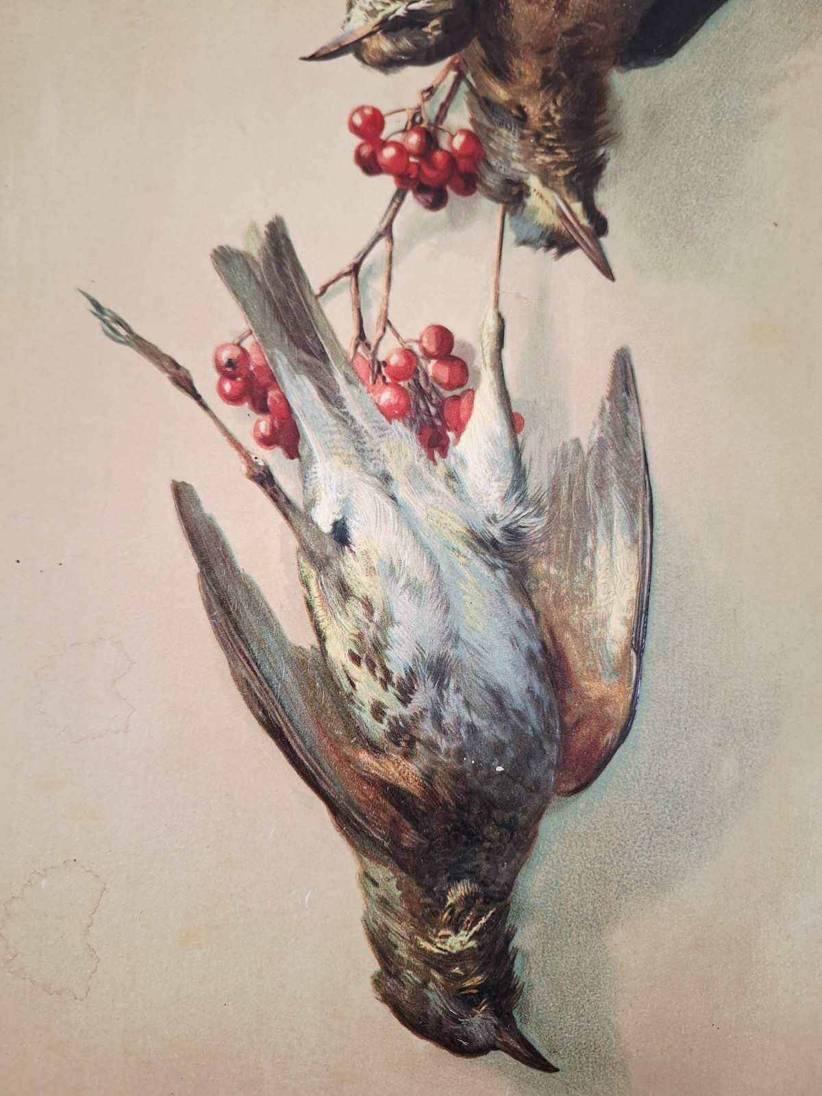 Game Birds Victorian Quail Cranberries Antique Embossed Chromolithograph