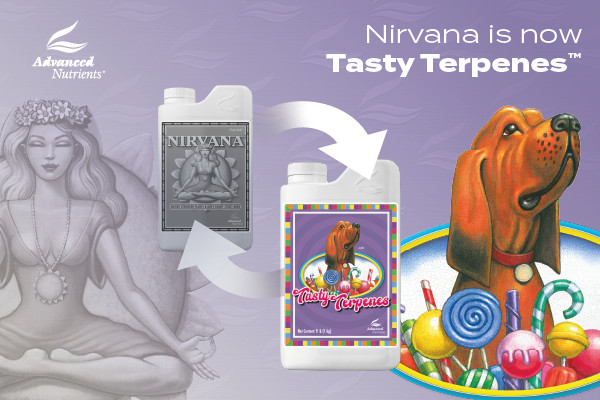 Advanced Nutrients Tasty Terpenes 1 Liter - Nirvana Bud Stalk Strengthener 1L