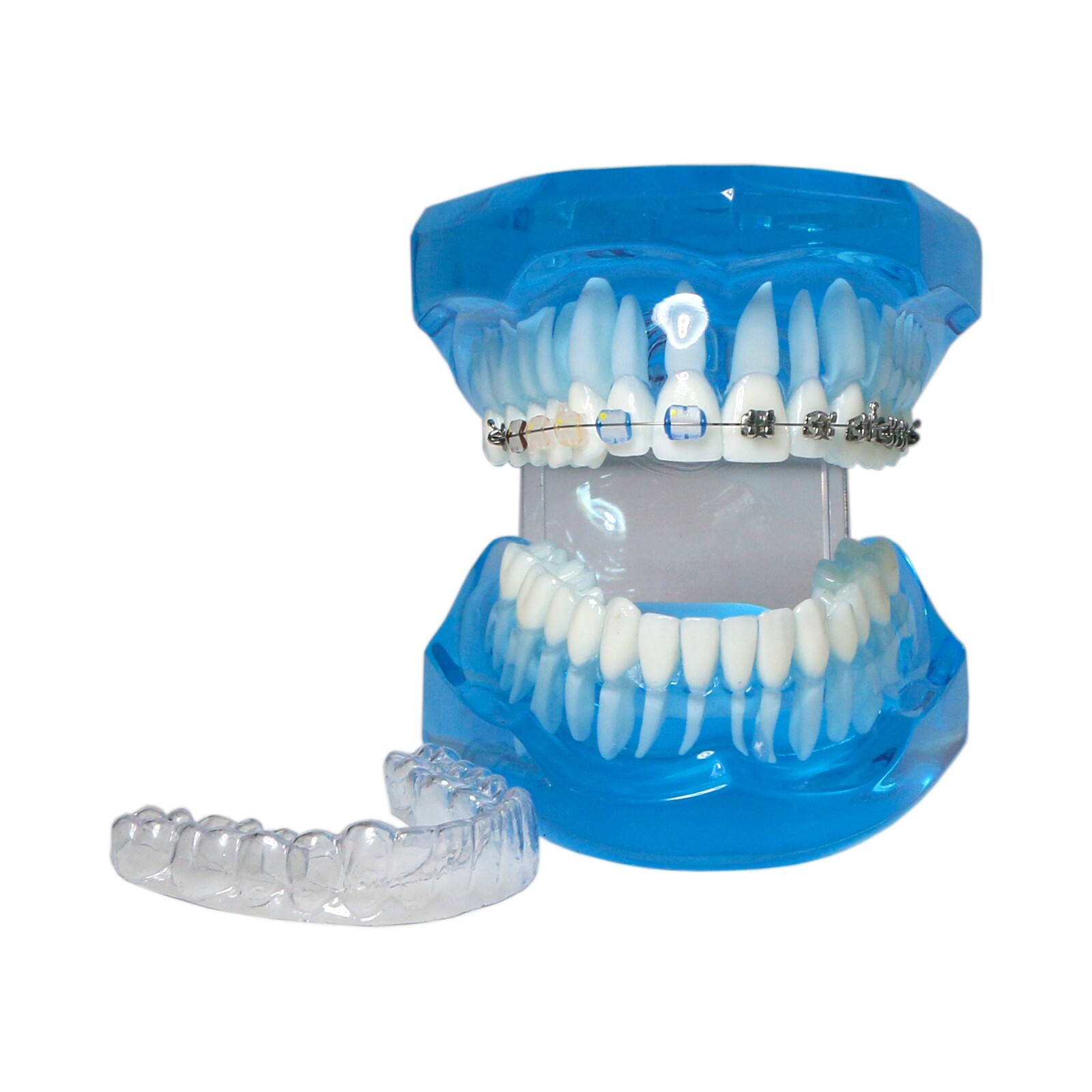 Dental Ortho Teeth Model With Metal Ceramic Brackets Lingual Braces Tube Teach