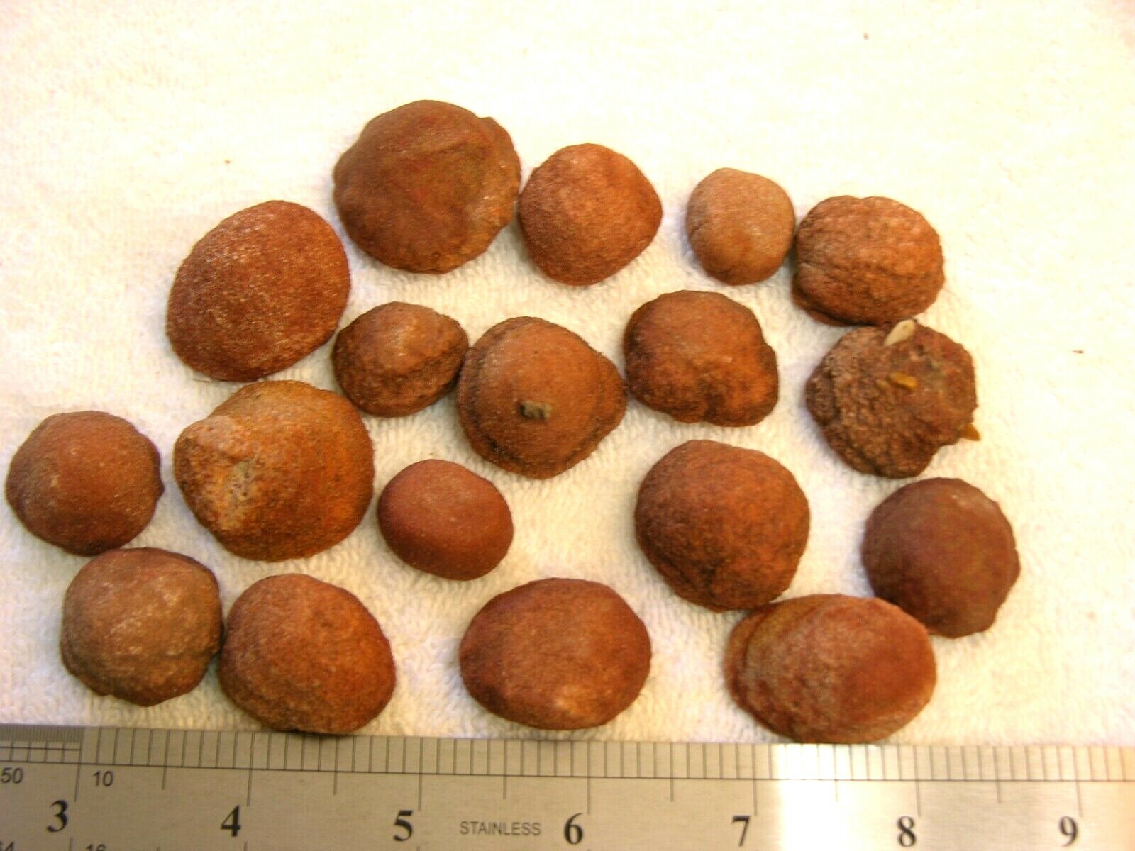 Stromatolite fossils ancient earth life 1 billion years 10 fossils per winner