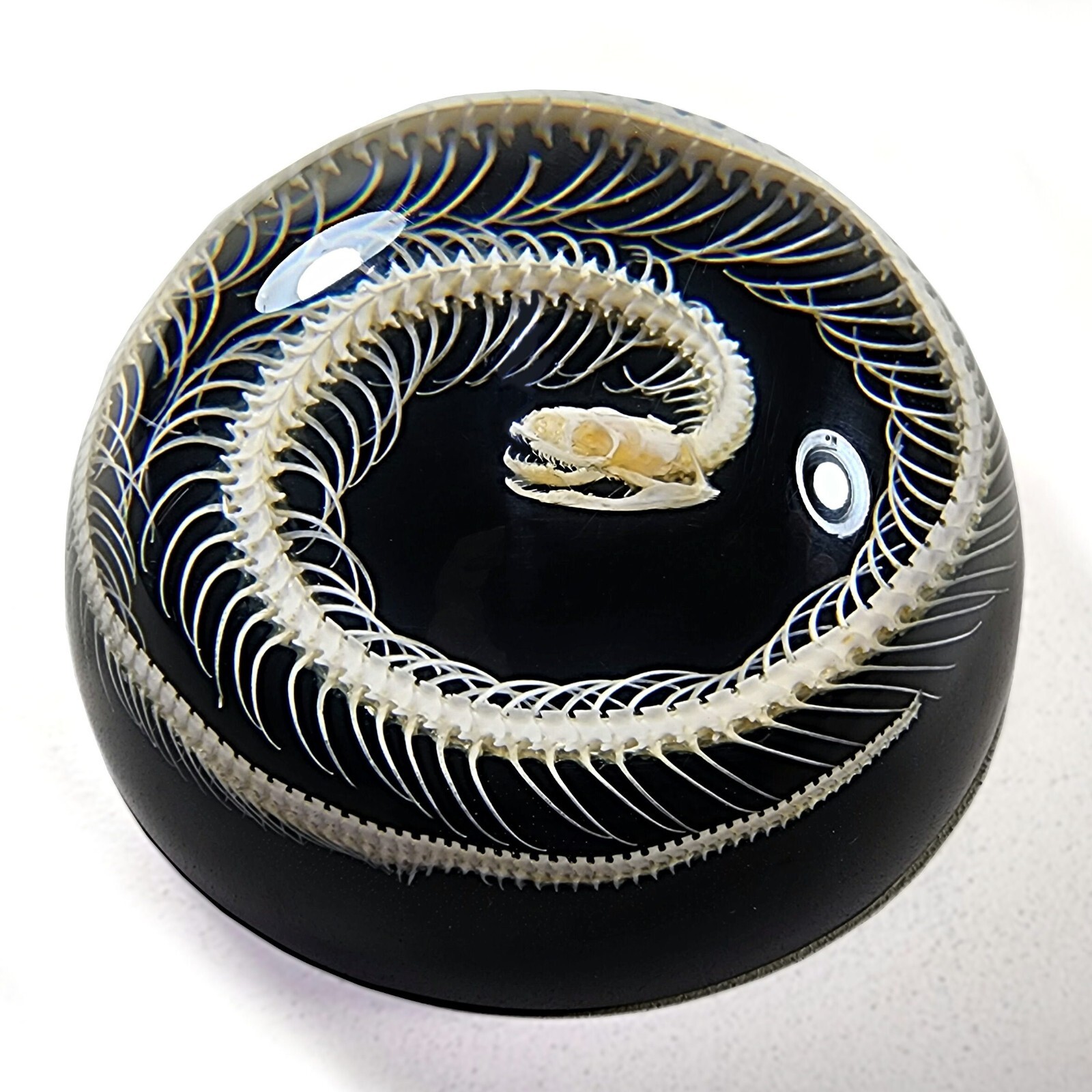 Snake skeleton in resin, black dome, oddities decor, Enhydris chinensis