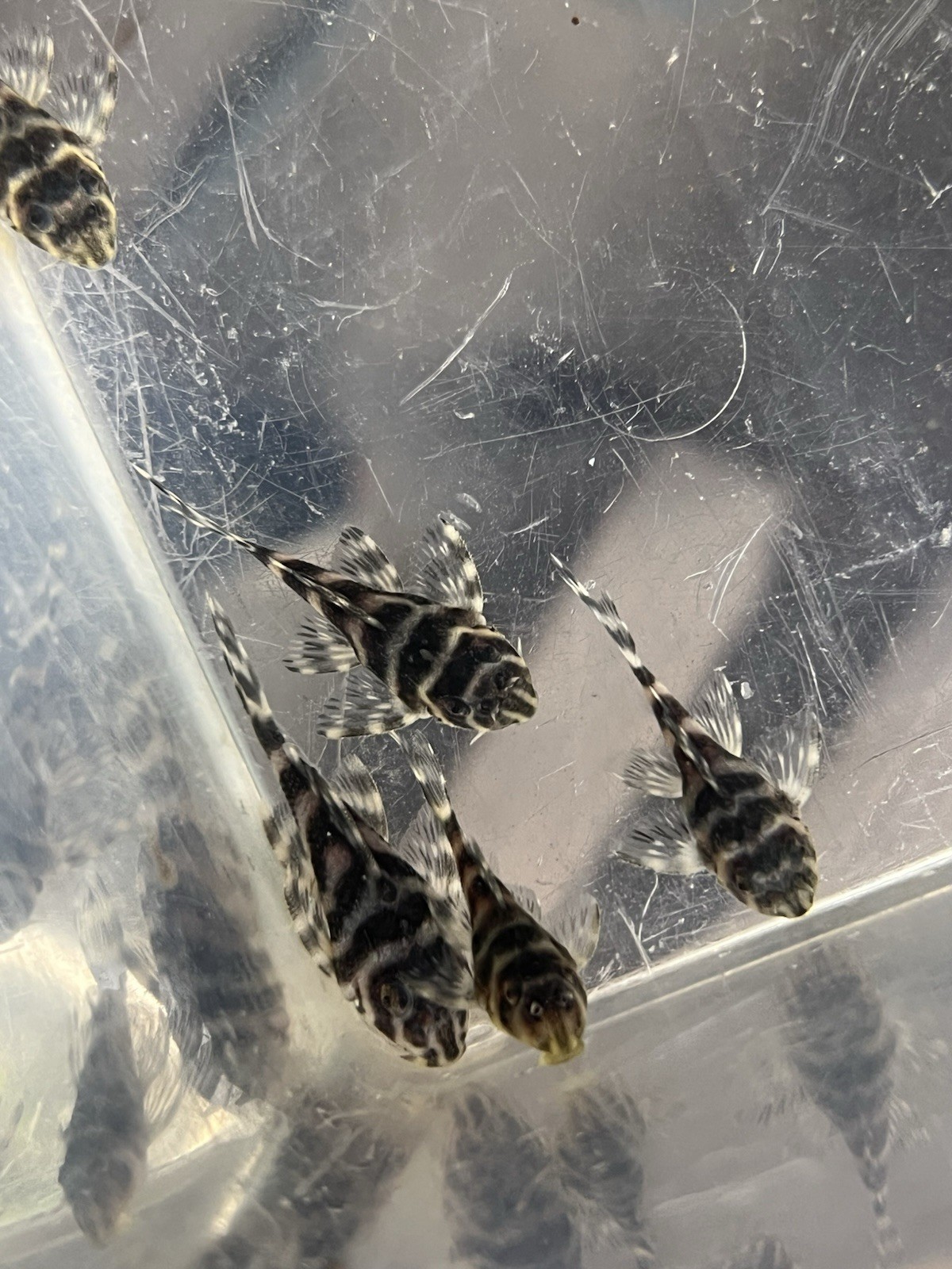 L333 Pleco Live 1-2 Inch King Tiger Pleco  US Local Bred And Raised