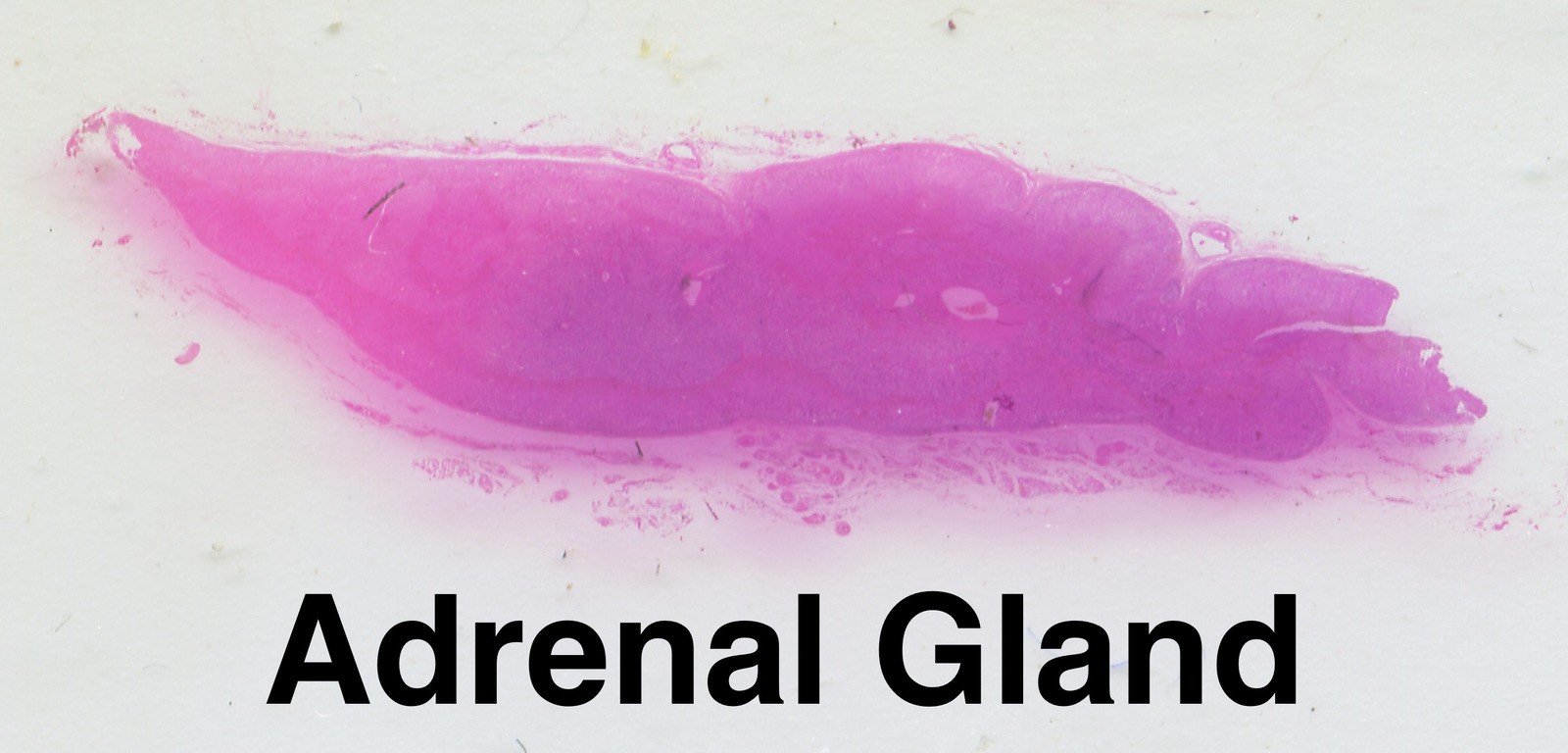 MAMMAL HISTOLOGY Microscope Slides set ORGAN SYSTEMS ANATOMY in wooden case