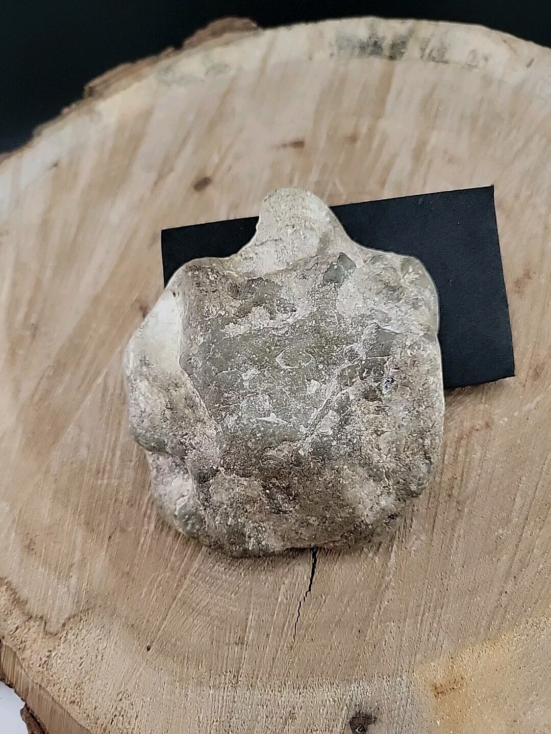 Horseshoe Crab Fossil In Stone Matrix