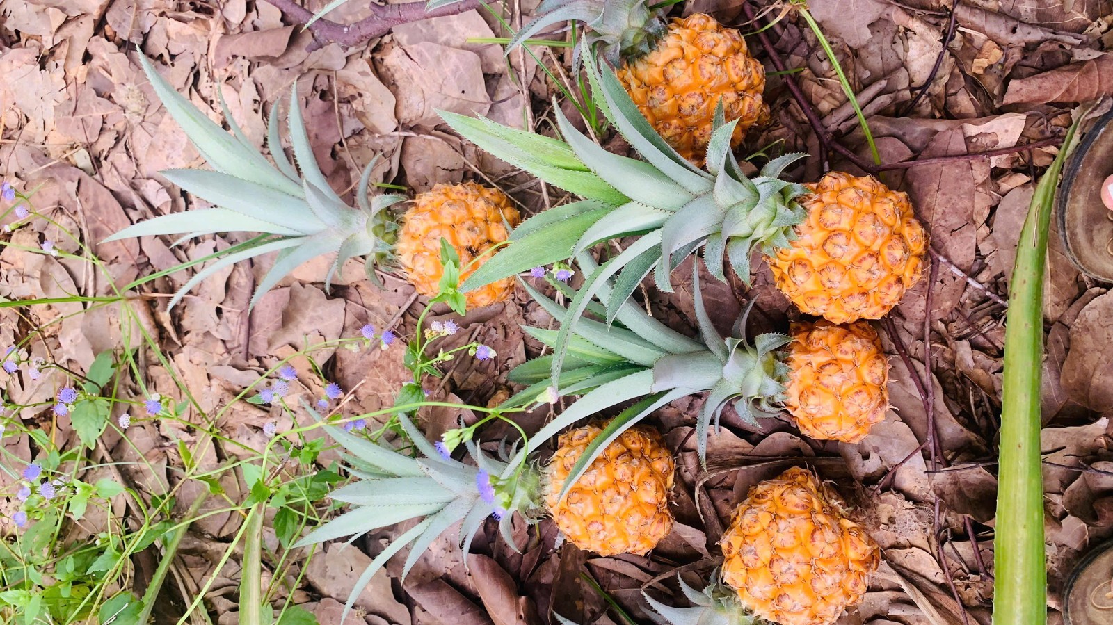 KAM Digital Image Picture Photo Wallpaper Background Desktop Product