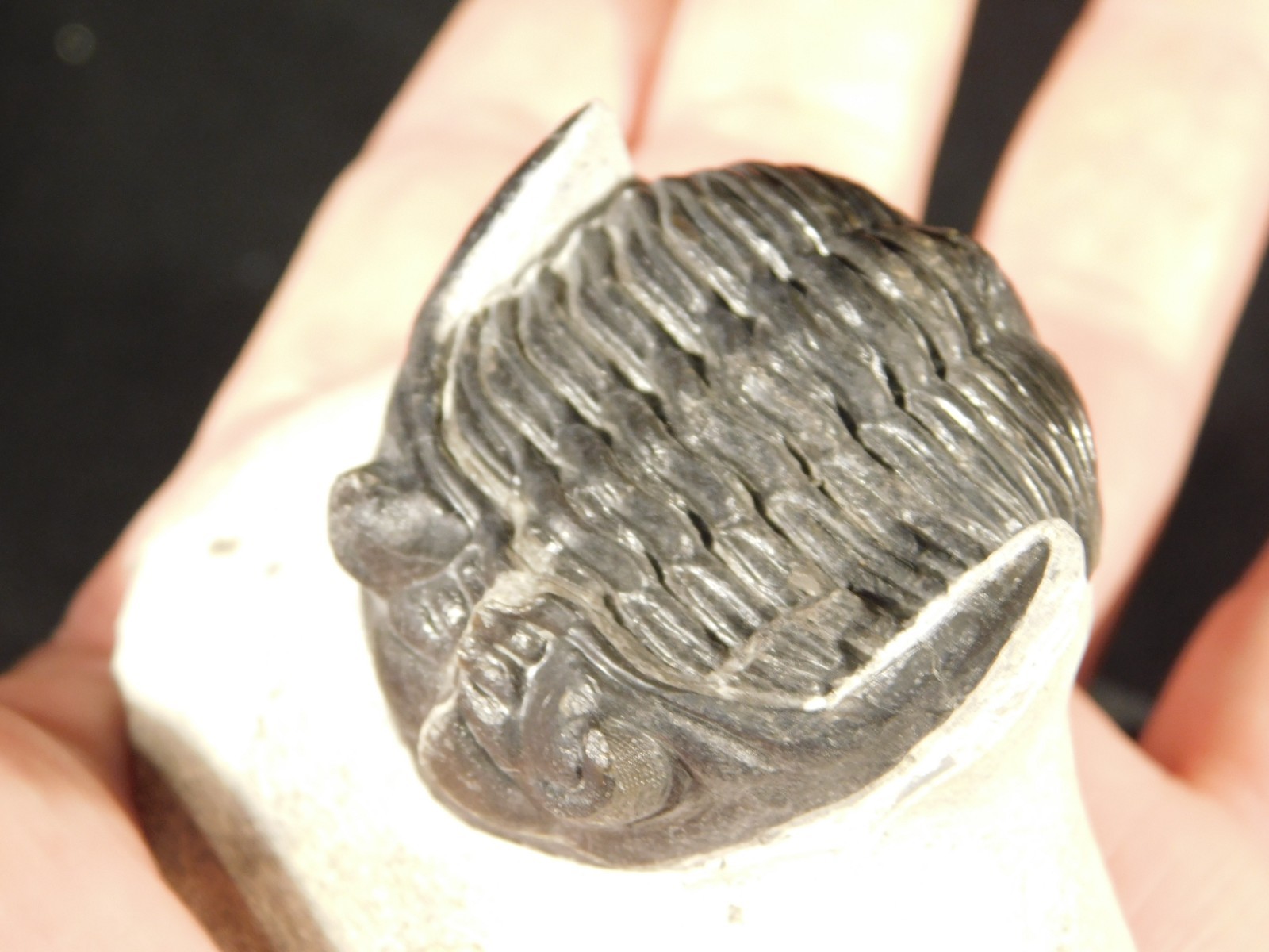 Enrolled! Hollardops TRILOBITE Fossil Nice and 100% Natural Morocco 208gr