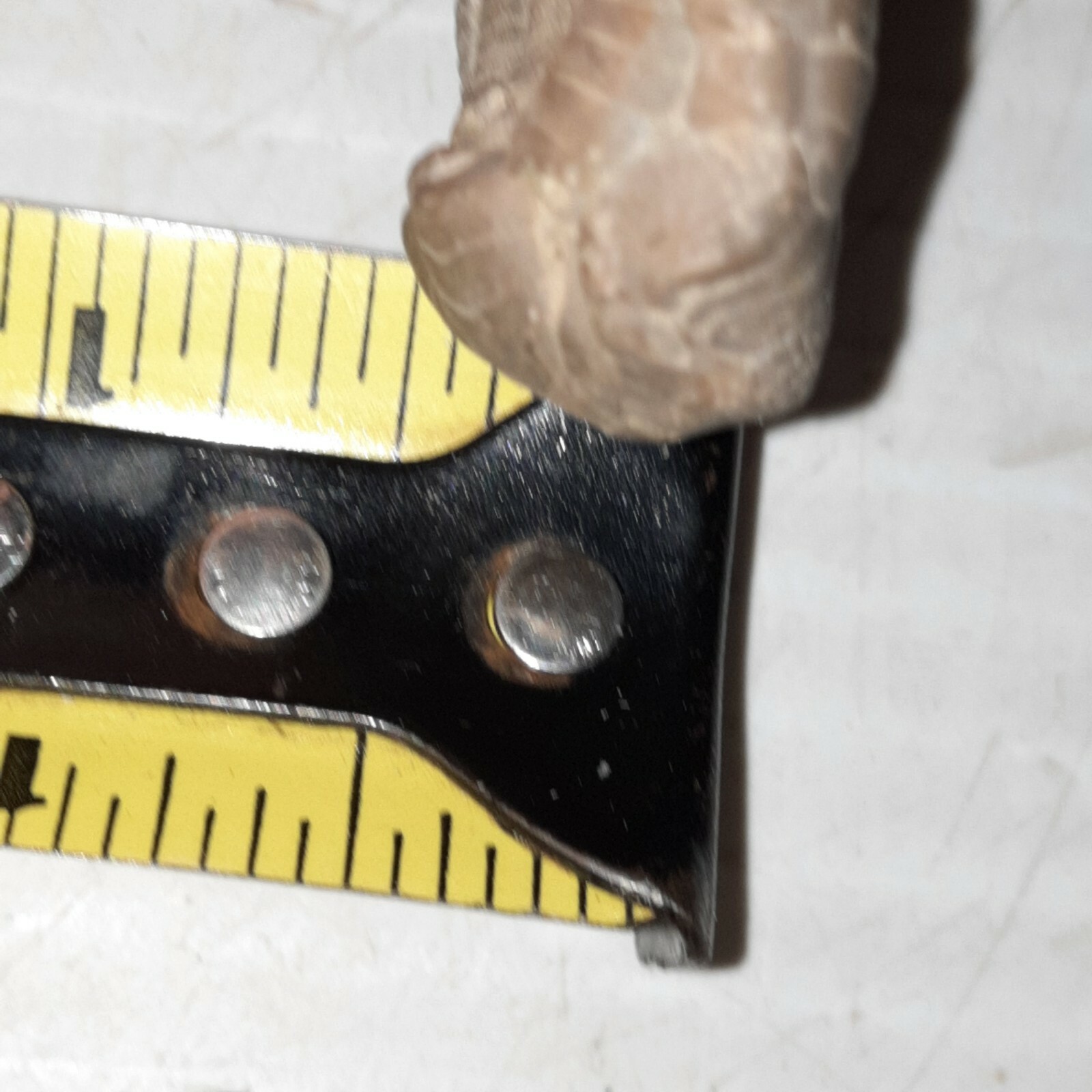 Crinoid Sarocrinus Mississippian Fossil Lake Monroe, Indiana