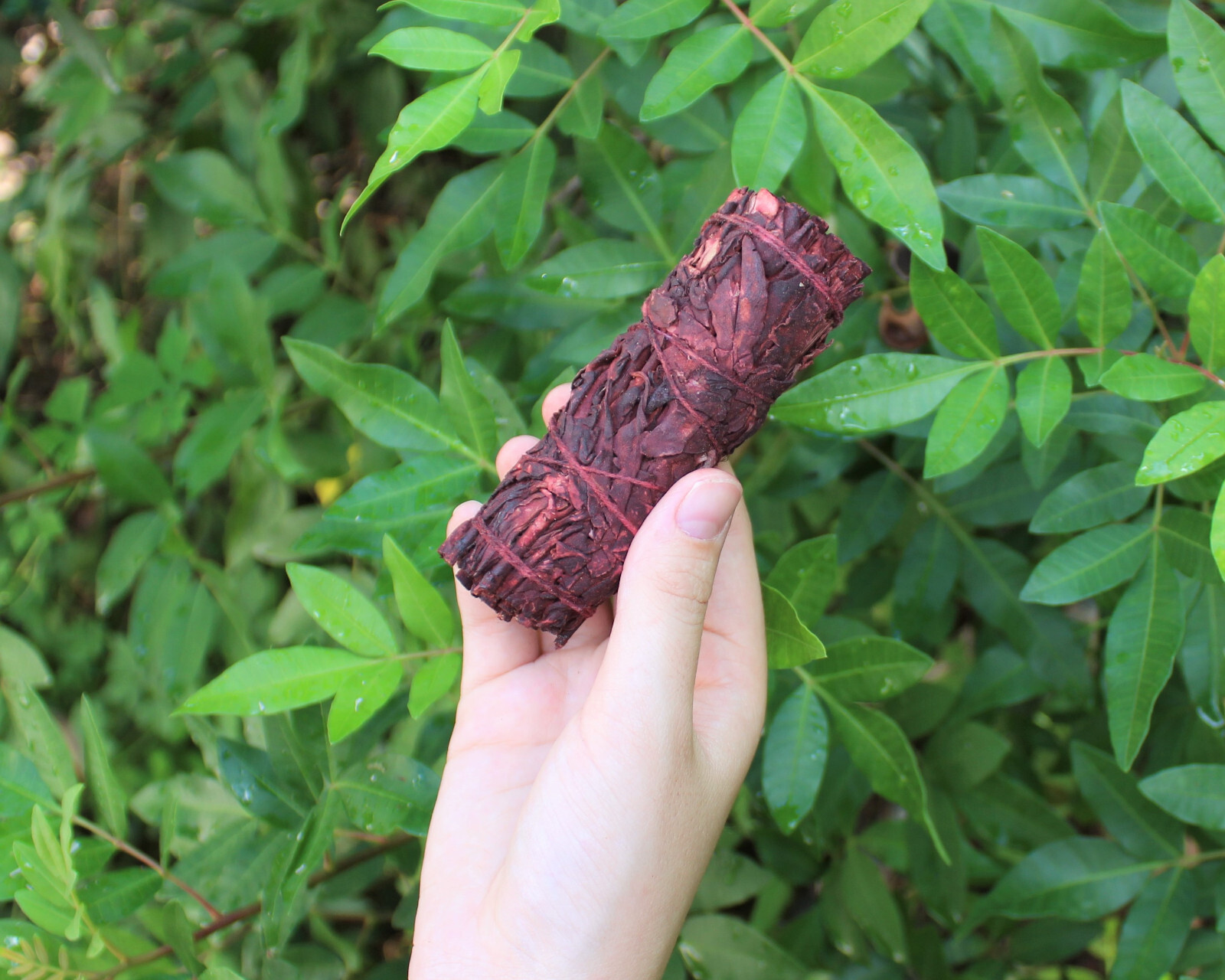 3 x Dragons Blood Smudge Sticks (White Sage Smudge with Dragons Blood Resin)