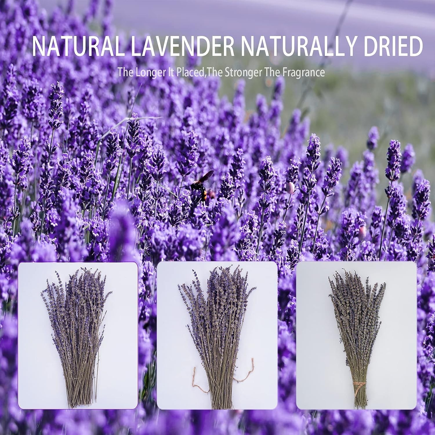 Dried Lavender Bundles, Natural Dried Lavender Flowers 520-560 Stems 16“ for ...