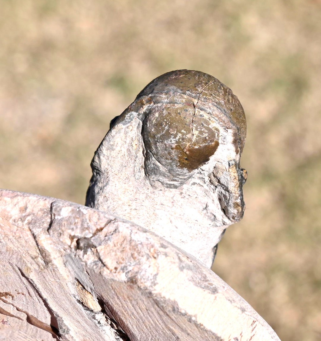 Trilobite Fossil, Crotalocephalus gibbus with a Hypostome, from Morocco #2