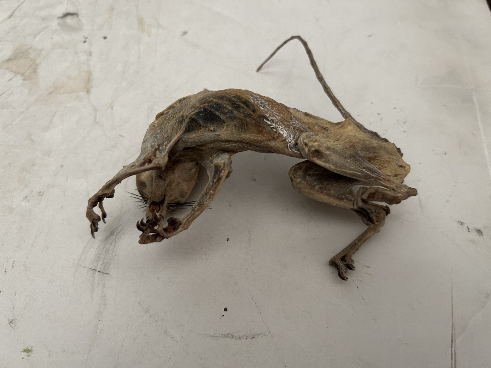 Mummified Baby Squirrel Unusual Unique