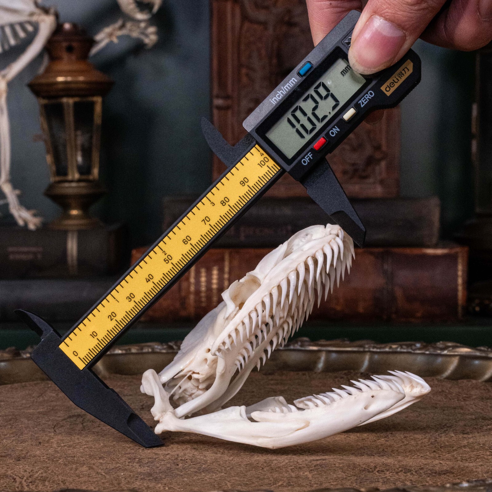 Real Python skull, 10 cm snake skeleton, snake taxidermy bone, boa anaconda