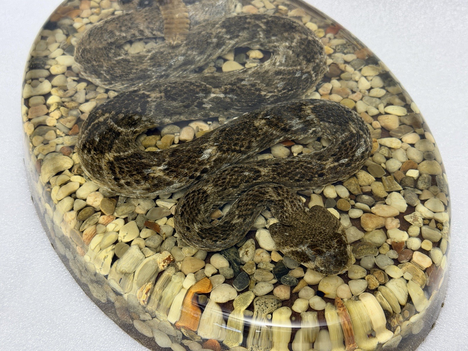 Large Genuine Diamondback Rattlesnake Taxidermy Snake Resin 13x9 Inches Heavy
