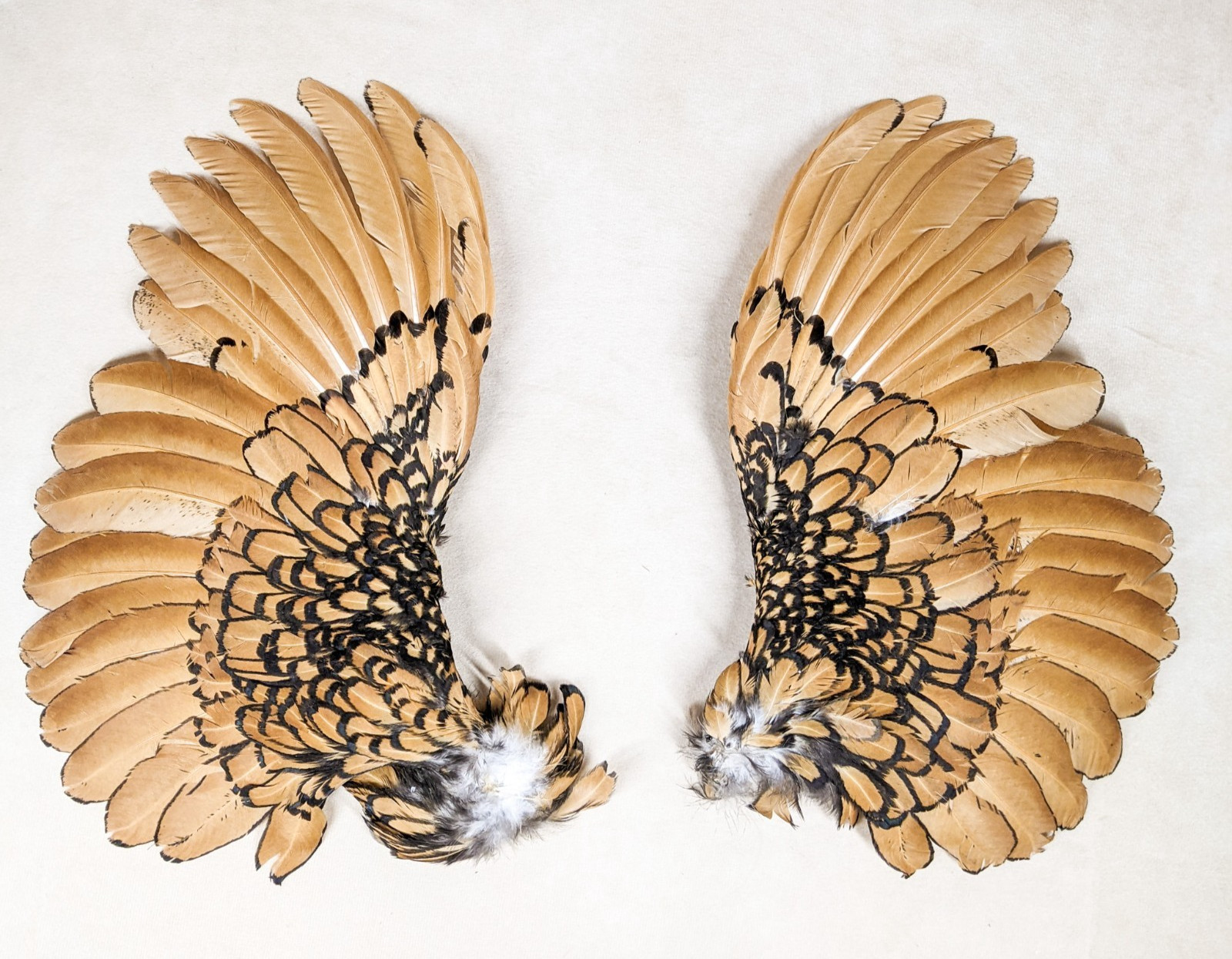 11 " Chicken Wings rooster Crafts Bird Feathers pair Halloween props costume