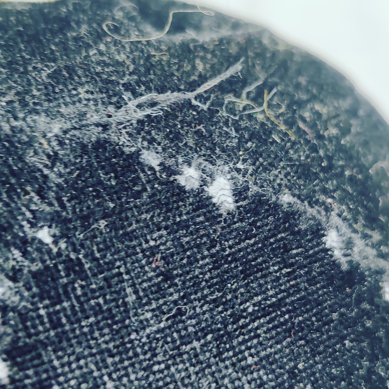 Fiesta Skelanimals Dax Dog Gothic Skeleton Stuffed Plush 18" large