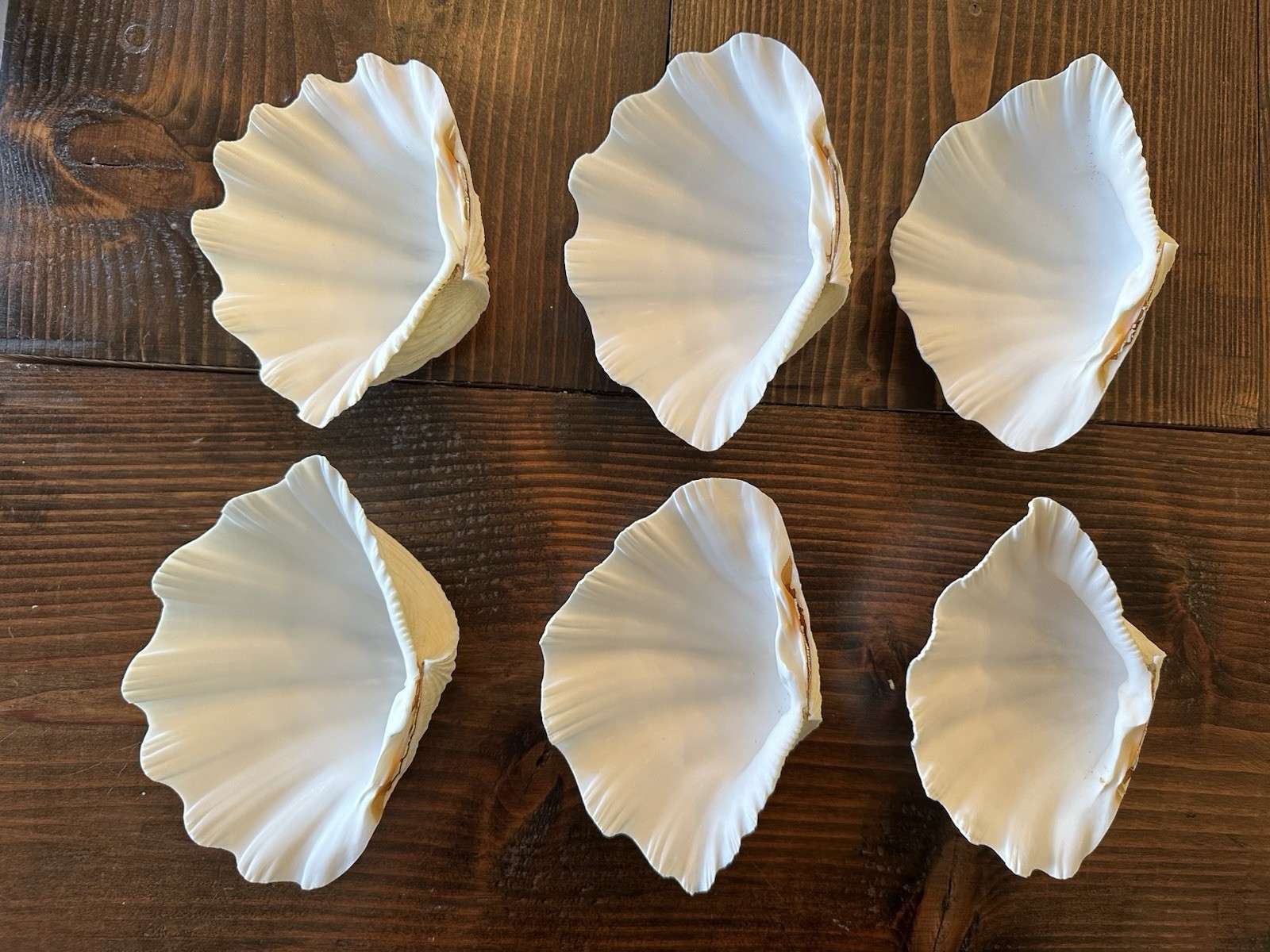 Set Of 6 TRIDACNA GIGAS(?) Clam Sea Shells Half 6” x 4” BEAR PAW Nautical Ocean